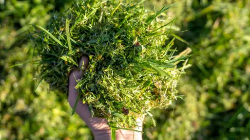 To najlepszy naturalny nawóz czerwca. Większość osób go wyrzuca