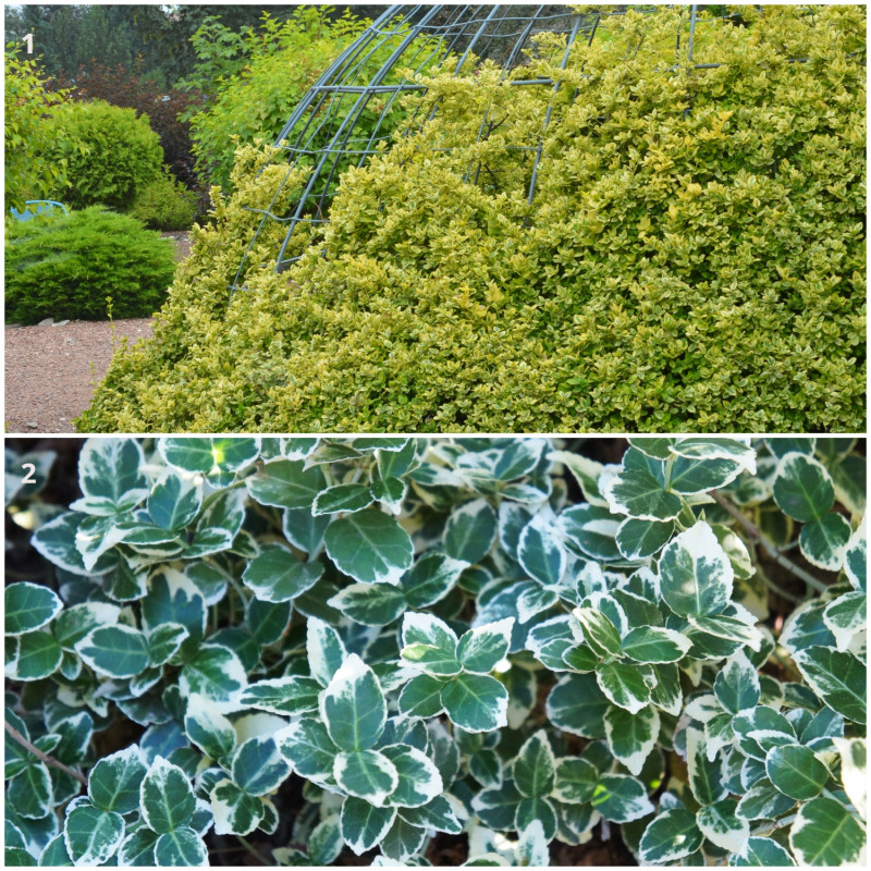 Trzmielina Fortune’a
‘Emerald’n’Gold’ i ‘Emerald Gaiety’