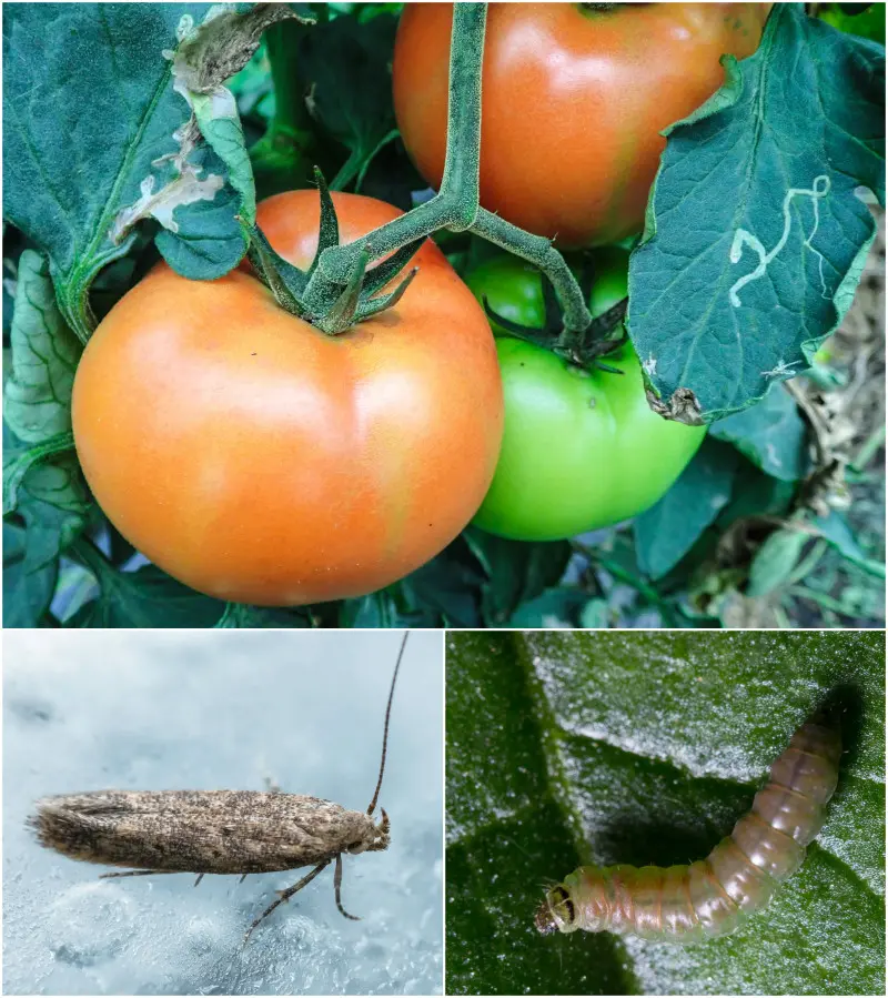 Gąsienica na pomidorach – skośnik pomidorowy