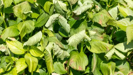 Dlaczego hortensje więdną w upale, nawet po podlaniu? I jak temu zaradzić?