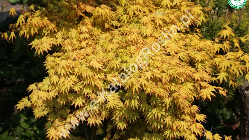 Klon palmowy (Acer palmatum) ‘Orange Dream’