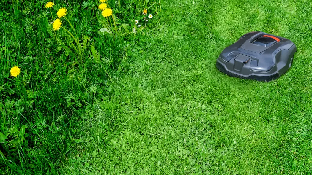 Zostaw kawałek nieskoszonego trawnika. Nawet mała dzika łąka potrafi ożywić ogród