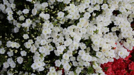 Azalia SCHNEEPERLE ‘Hachschnee’