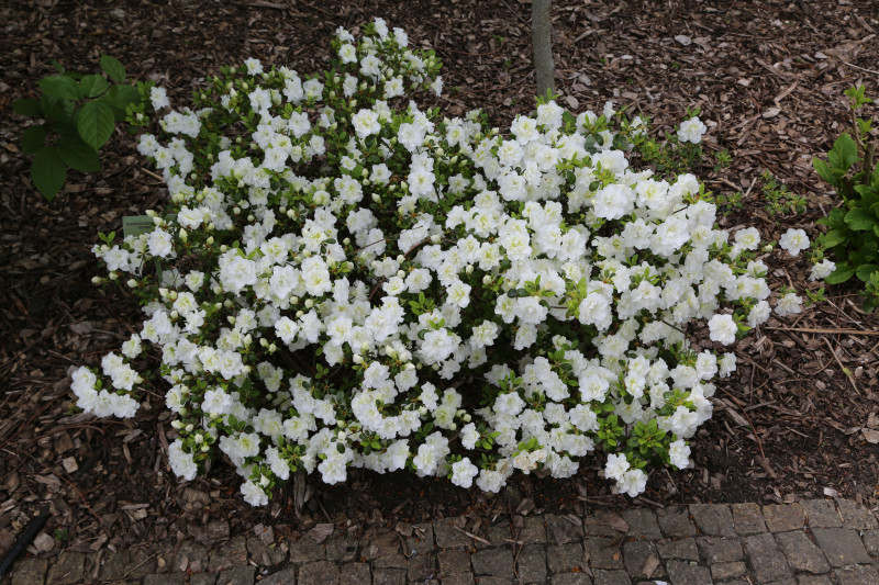 Azalia SCHNEEPERLE ‘Hachschnee’
