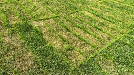 Trawnik z rolki od razu wygląda dobrze, ale błędy po ułożeniu widać szybko