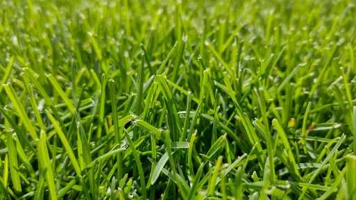 Trawnik rośnie zbyt szybko i wymaga częstego koszenia? Zwykle winien jest 1 błąd