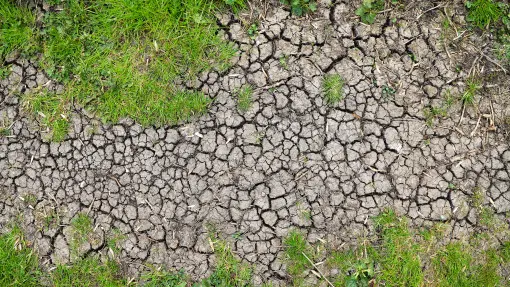 Glina dobrze trzyma wodę, ale po suszy zamienia się w beton. Czy da się coś z tym zrobić?