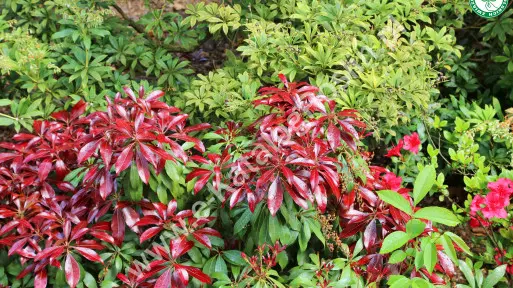 Pieris japoński ‘Katsura’
