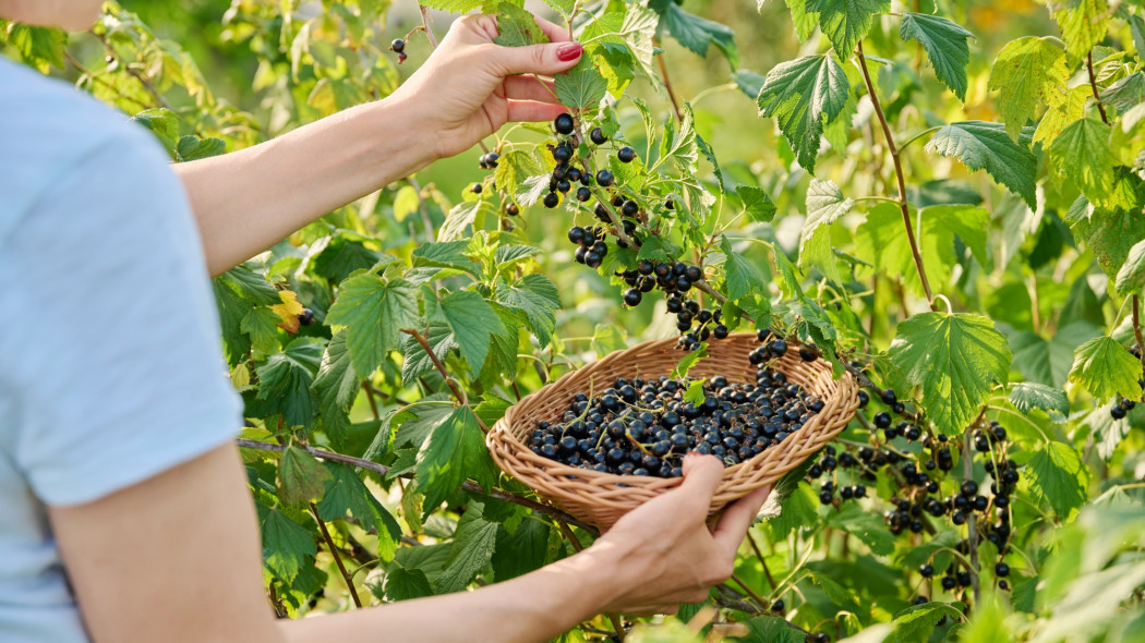 Kobieta z koszykiem zrywająca latem w ogrodzie owoce czarnej porzeczki (Ribes nigrum).