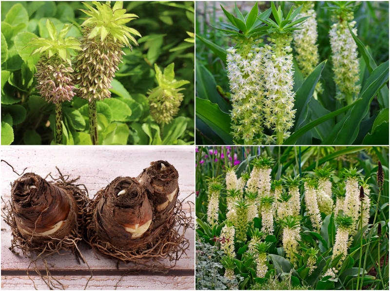 Lilia ananasowa - wygląd. Cebule, kwiaty i liście