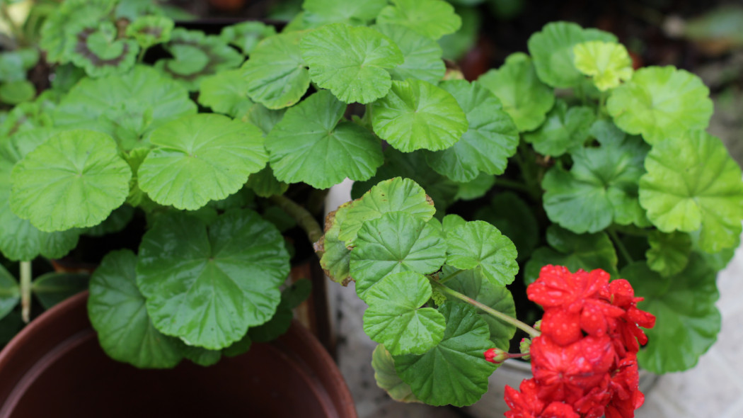 Pelargonie przestają kwitnąć w środku lata