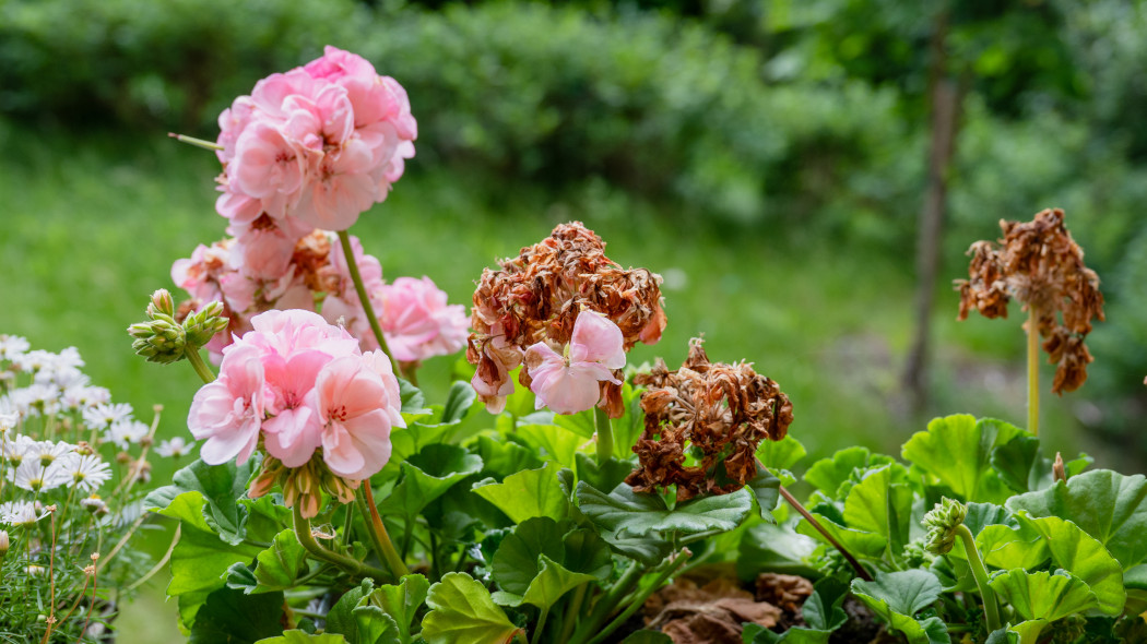 Suche kwiaty na pelargonii nie oznaczają choroby. Sprawdź, co zrobić