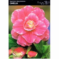 Begonia Dwukolorowa Camellia 1 szt.