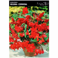 Begonia Kaskadowa - Czerwona 1 szt.