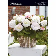 Begonia Superba - Biała 3 szt.