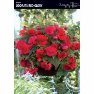 Begonia Zwisająca Pełna Pachnąca 'Odorata Red Glory' &ndash; 1 szt.