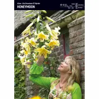 Lilia drzewiasta (Lilium) 'Honeymoon' &ndash; 1 szt