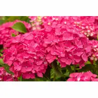Hortensja Ogrodowa 'Leuchtfeuer' &ndash; Sadzonka 20-30 cm
