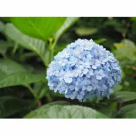 Hortensja Ogrodowa 'Nikko Blue' &ndash; Sadzonka 10-50 cm