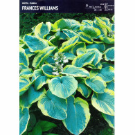 Funkia 'Francess Williams' &ndash; 1 szt