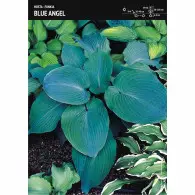 Funkia 'Blue Angel' &ndash; 1 szt