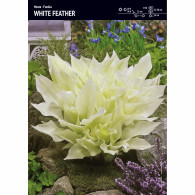 Funkia 'White Feather' &ndash; 1 szt