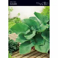 Funkia 'Elegans' &ndash; 1 szt