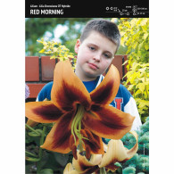 Lilia drzewiasta (Lilium) 'Red Morning' &ndash; 1 szt