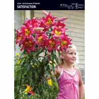 Lilia drzewiasta (Lilium) 'Satisfaction' &ndash; 1 szt