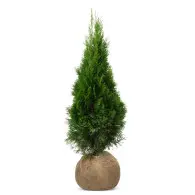 Pakiet Tuja Szmaragd 100-110 cm &ndash; 40 szt.