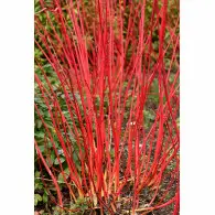 Dereń Biały 'Sibrica'&nbsp;&ndash; Sadzonka 40-50 cm