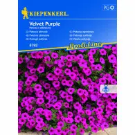 Petunia zwisająca 'Velvet Purple' F1 - Nasiona - Kiepenkerl
