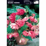 Begonia Zwisająca R&oacute;żowa  - 1 szt.