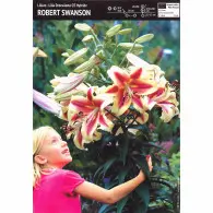 Lilia Drzewiasta Robert Swanson  - 1 szt.