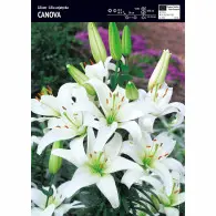 Lilia Azjatycka Canova - 1 szt.